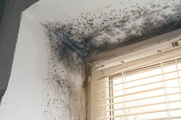 Affordable Mold Remediation solutions in Reisterstown, MD